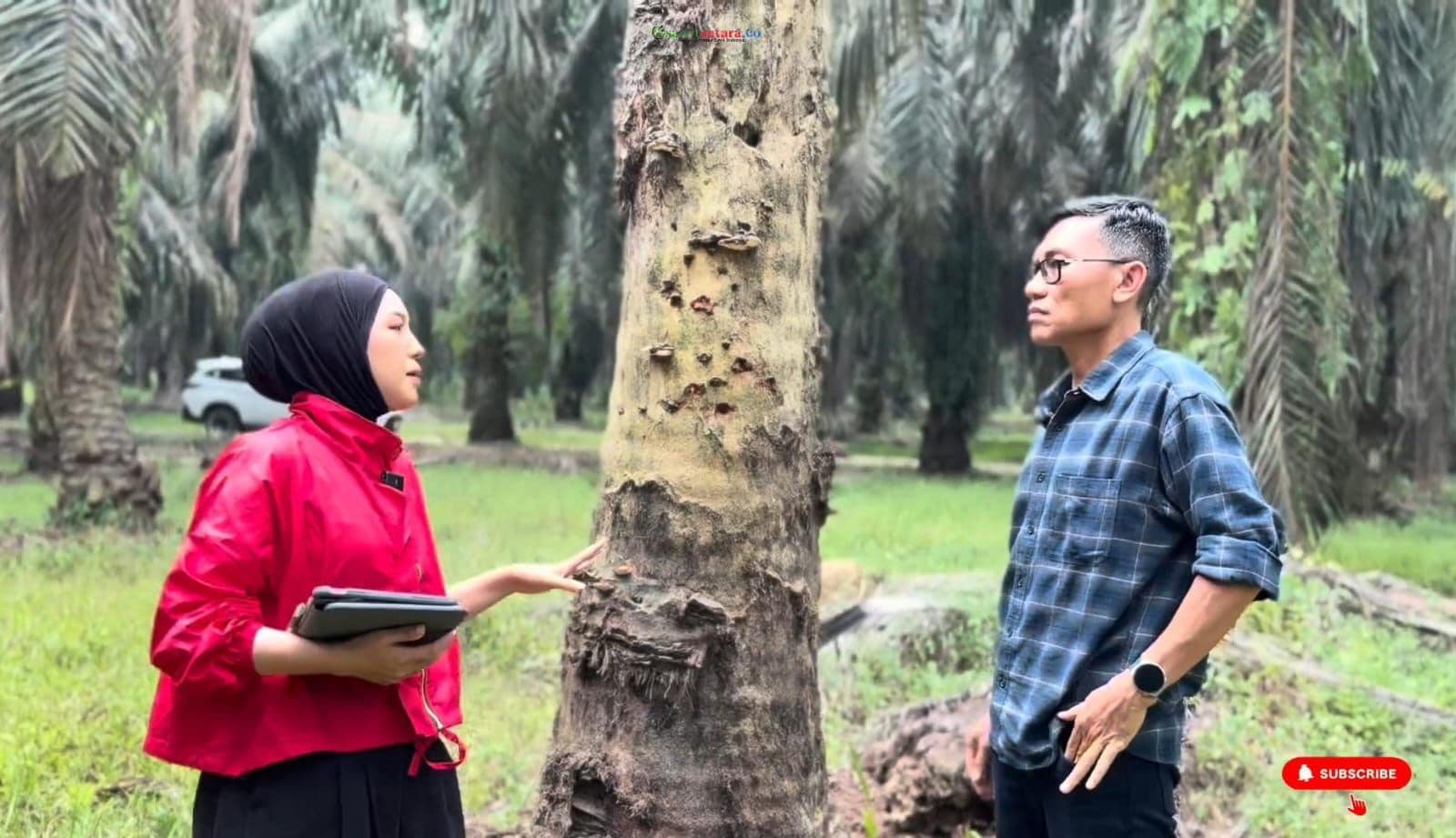 Trichoderma Disebut Bisa Tekan Ganoderma, Praktisi Jelaskan Cara Aplikasinya