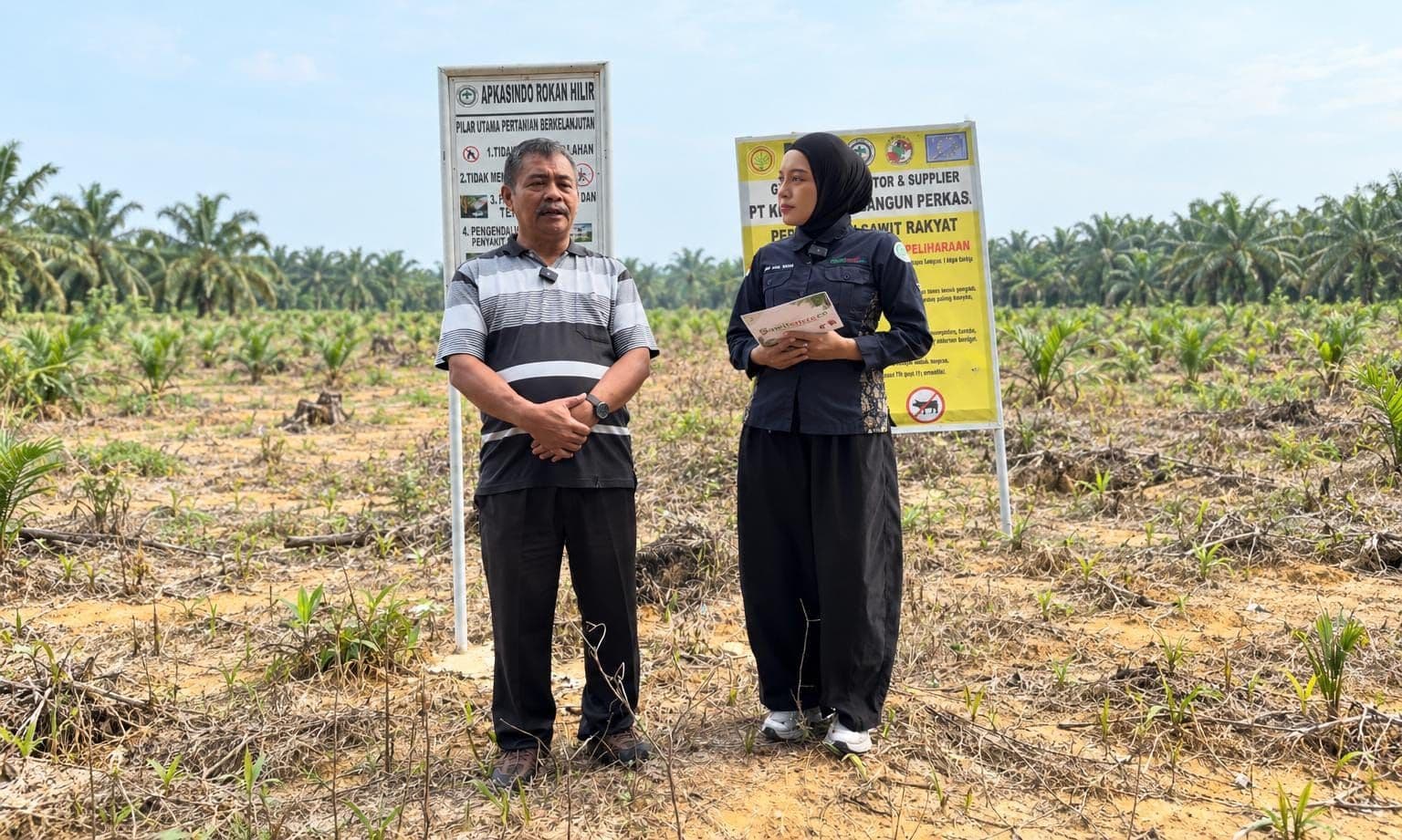 Sawit Tua Ditebang demi PSR, Begini Cara Petani Rohil Jaga Dapur Tetap Mengepul