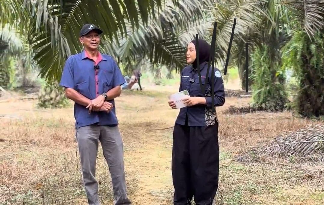 Pilih Underplanting atau PSR? Petani Sawit di Rohil Ceritakan Perbedaan Hasilnya
