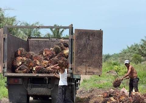 Kadin Nilai Mesir Bisa Jadi Pintu Masuk Produk Hilirisasi Sawit Indonesia ke Afrika