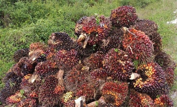 Harga TBS Sawit Sumbar Periode 8–14 Oktober 2026, Umur 9 Tahun Rp3.764 per Kg