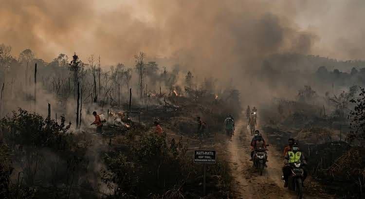 Pengelolaan Sawit Harus Perhitungkan Risiko Karhutla dan Fungsi Ekologis Lahan
