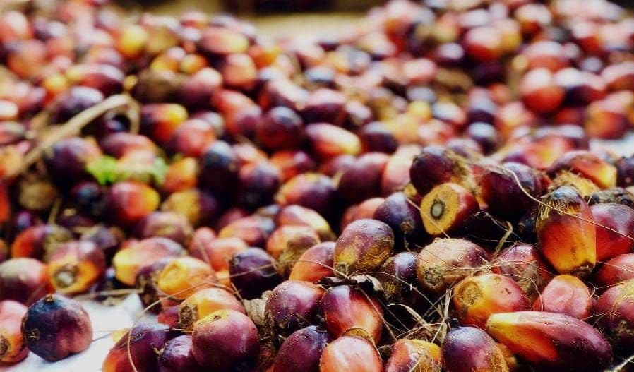 Harga TBS Sawit Sumatera Utara Naik hingga Rp 37,76 per Kg Periode 14–20 Oktober 2026
