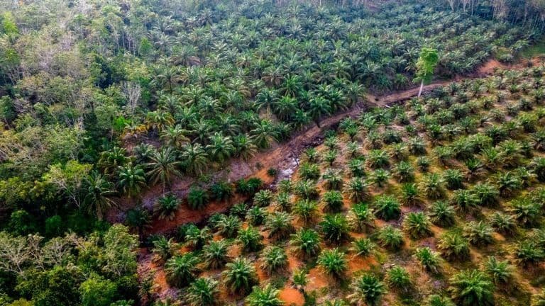 Peremajaan Sawit Rakyat Pasaman Barat Capai 215 Hektare, Target 2026 Sebanyak 300 Hektare