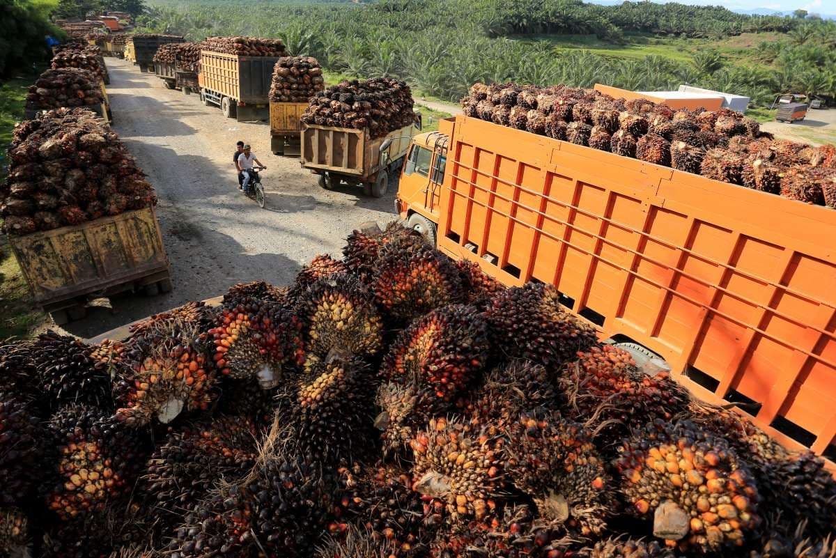 Harga TBS Sawit Sulawesi Tengah Oktober 2026: Mitra Plasma Turun hingga Rp 24 per Kg