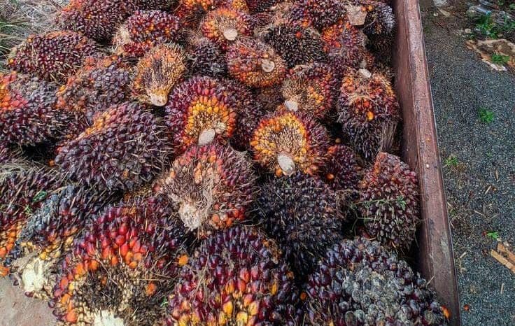 Harga Sawit Kaltim Awal Oktober 2026 Turun, TBS Umur 10–20 Tahun Jadi Rp 3.542