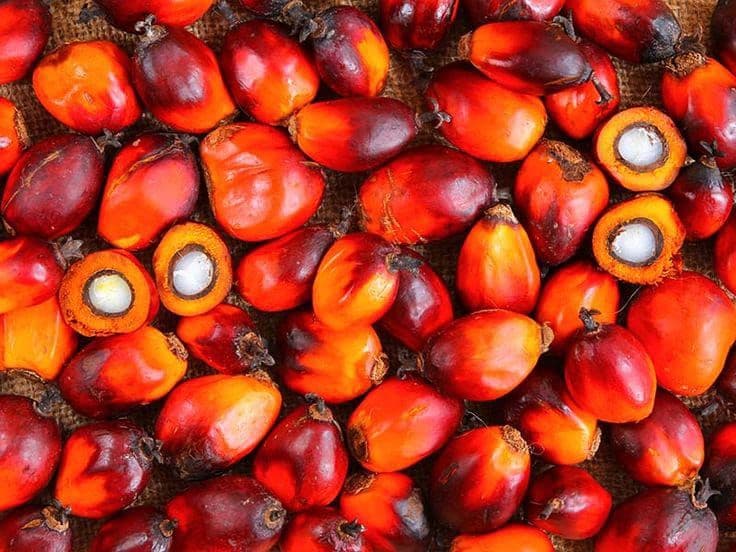 Harga TBS Sawit Sulawesi Barat Oktober 2026, Usia 10–20 Tahun Rp 3.455 per Kg