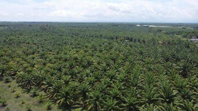 Malaysia Lebih Siap Hadapi EUDR, Standar MSPO Jadi Pembeda dengan Indonesia