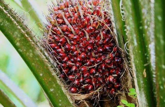 Harga TBS Sumbar Naik Tipis untuk Periode 8-14 Oktober 2025