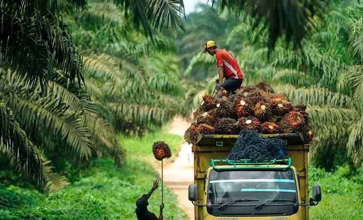 40 Persen Lahan Sawit Petani Kecil Terancam Tak Lolos Aturan Eropa, Digitalisasi Jadi Penyelamat