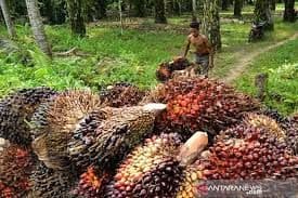 Industri Sawit Siap Tantang Aturan Anti Deforestasi Uni Eropa, GAPKI: Kita Sudah Siap, Petani Perlu Didampingi