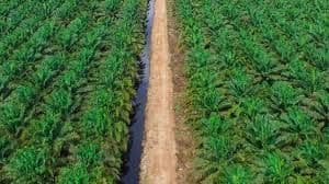 Petani Sawit Dorong Pemda Permudah Penerbitan STDB