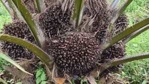 Bio-Emulsifier Sawit, Solusi Hijau Masa Depan Industri Global