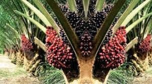 UE dan Indonesia Sepakati Protokol Perdagangan Sawit Berkelanjutan dalam CEPA