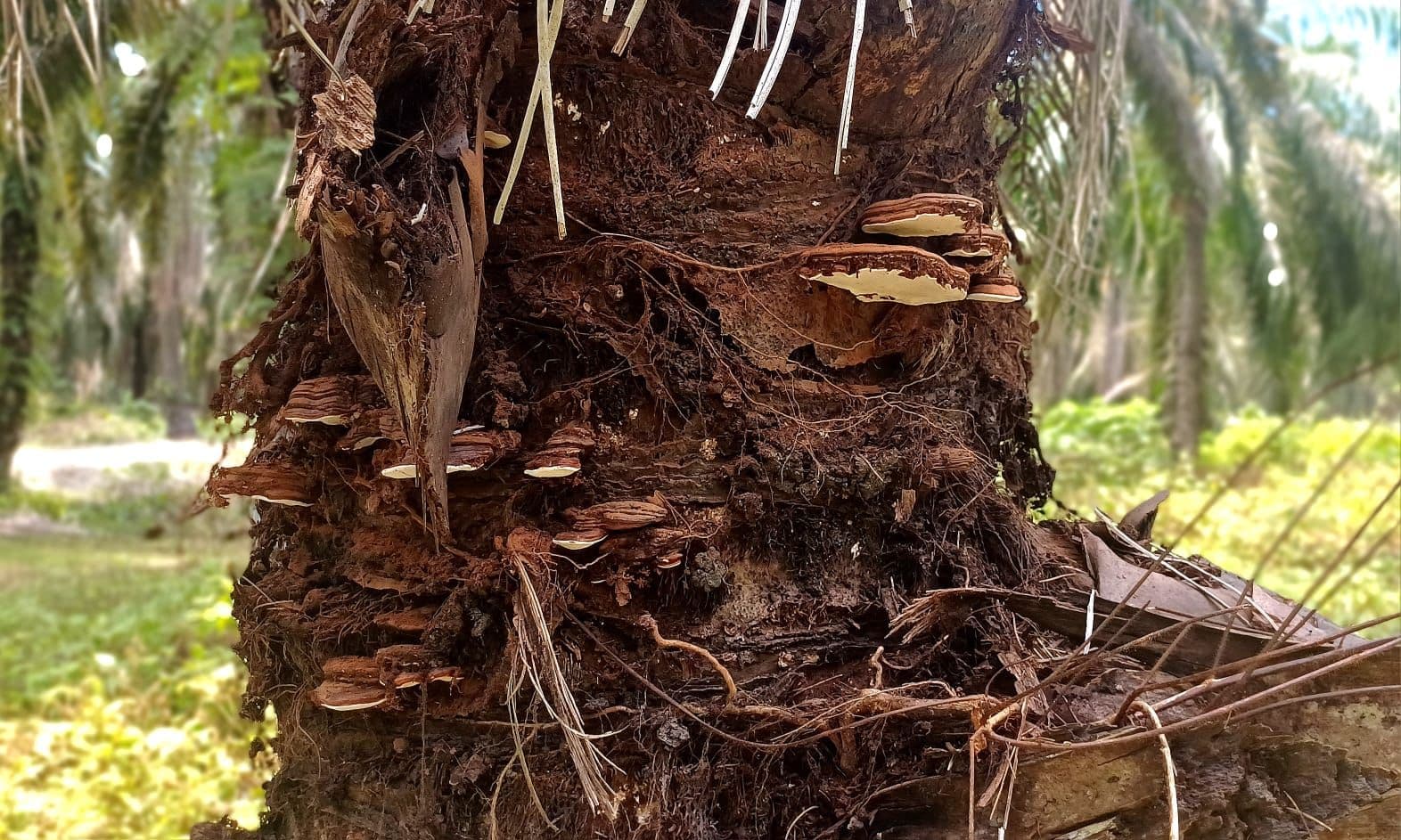 Ganoderma Ancam Kepunahan Sawit Indonesia, Ekspor Bisa Anjlok Drastis 2045