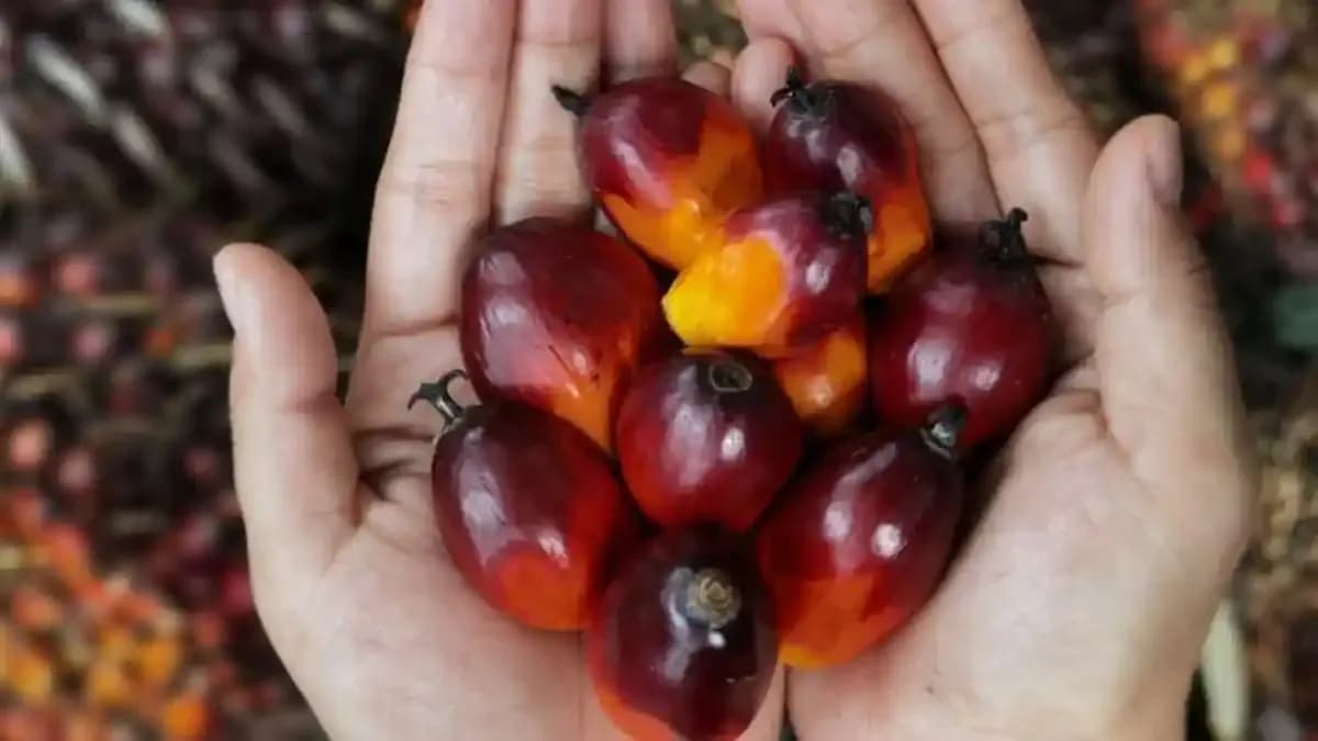 Indonesia Kuasai 60% CPO Dunia, Hilirisasi Jadi Senjata Ekonomi Baru