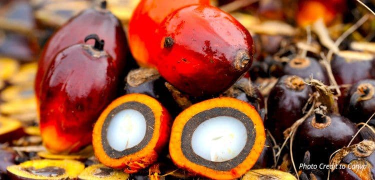 Thailand Perketat Ekspor CPO 2026, Wajib Izin Tertulis Demi Amankan Pasokan Domestik