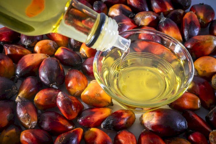 Minyak Sawit: Solusi Global dalam Mengentaskan Kemiskinan dan Meningkatkan Kesejahteraan