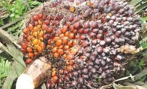 Ranking Harga TBS Periode 29 September–6 Oktober 2025 di 22 Provinsi, Kesenjangan Masih Terpampang Nyata