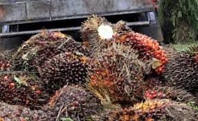 Masyarakat Belitung Dapat Lahan Plasma Sawit, Gubernur Awasi Pengukuran