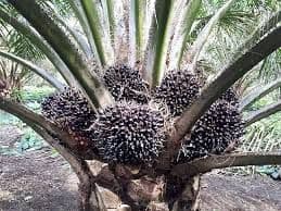 Harga TBS Sawit Riau Periode 8–14 Oktober 2025 Turun Tipis