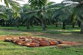 Larangan Tanam Sawit di Jawa Barat Dinilai Hanya Branding Politik