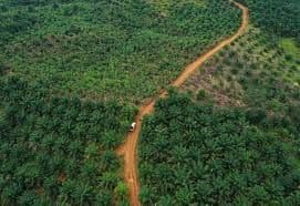 Pemerintah Berlakukan Denda Rp 25 Juta per Hektare untuk Kebun Sawit dalam Kawasan Hutan, Begini Rumus Menghitungnya