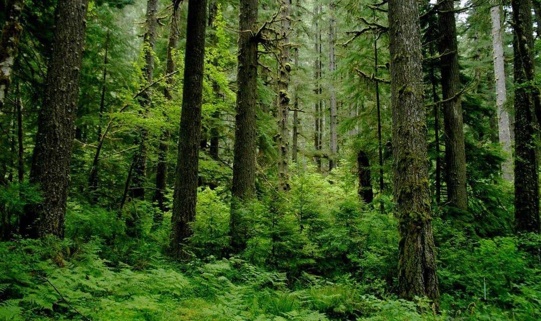 Alam Selalu Zero Waste, Kita yang Linear