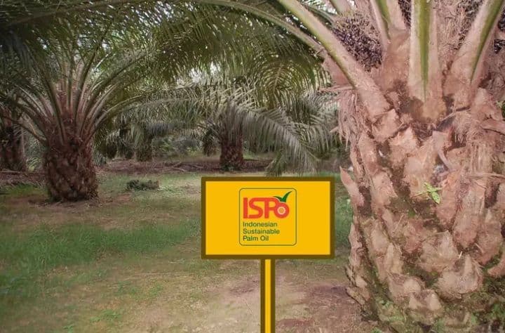Negara Produsen Kelapa Sawit Komit Terapkan Sustainability, Diantaranya ISPO 
