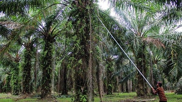 Ekonom Nilai Usulan Pajak Air Batang Sawit Dinilai Tak Tepat