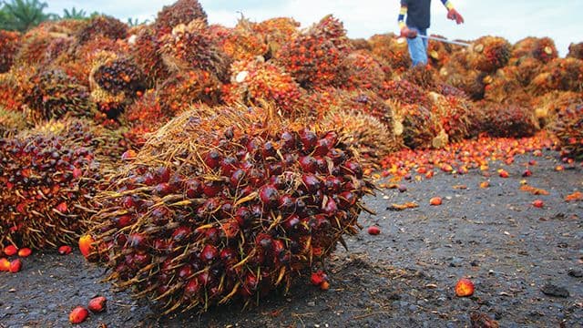 Harga TBS Sawit Kemitraan Swadaya Riau Naik, Umur 9 Tahun Tembus Rp 3.544,28 per Kg