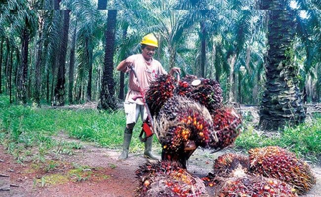 Harga TBS Sawit Plasma Sumut Naik Tipis, Sentuh Rp3.665,17 per Kg