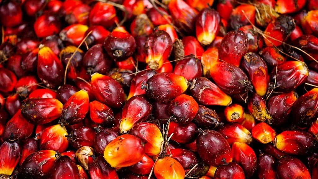 Harga TBS Kelapa Sawit Mitra Plasma Riau Naik, Berlaku 28 Januari–3 Februari 2026