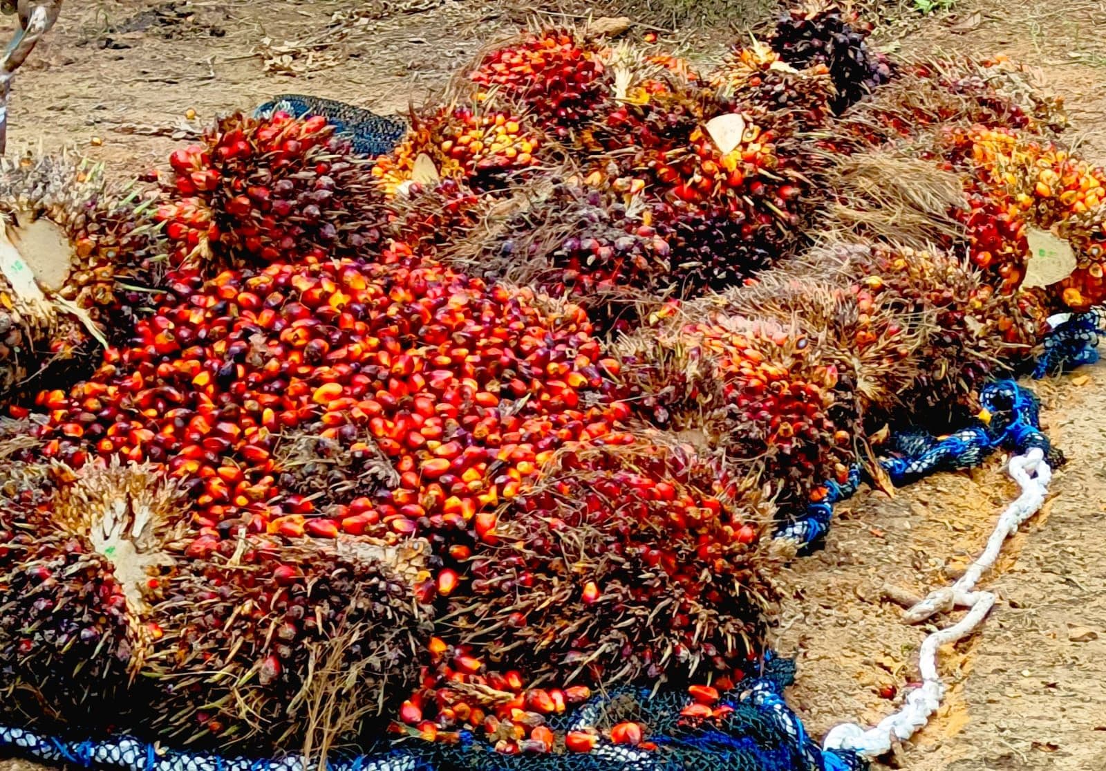 DPW APKASINDO Lampung: PKS Tanpa Kebun Mendongkrak Ekonomi Petani