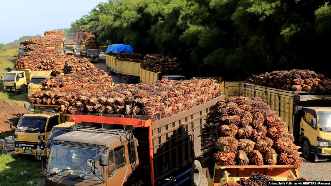 India Masih Jadi Tujuan Utama Ekspor Komoditas CPO Sumbar