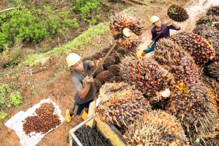 Ekspor Sawit Indonesia Anjlok Tajam di September, Stok Menumpuk di Akhir Bulan