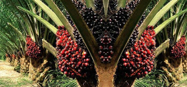 Indonesia Bakal Punya 3 Negara Pesaing Baru di Industri Sawit