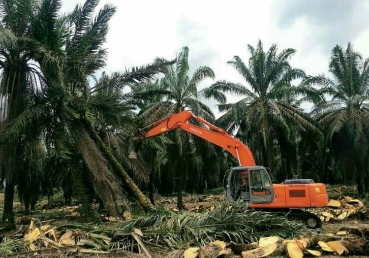 Replanting Sawit Ketapang Didorong Jadi Investasi Jangka Panjang untuk Masyarakat