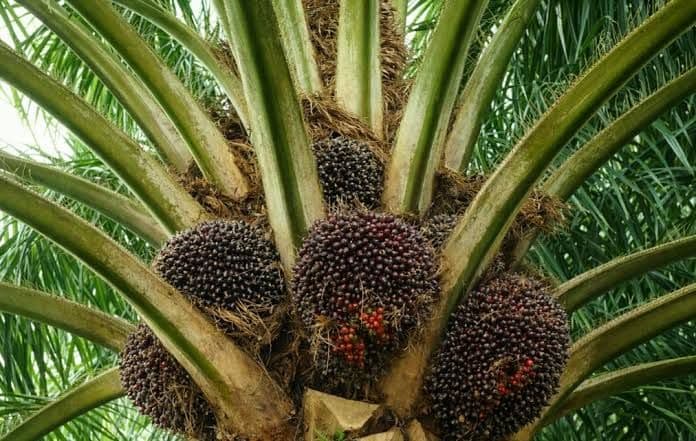 Indonesia Didorong Perkuat Aliansi Negara Produsen Sawit, CPOPC Jangan Sekadar Forum Dialog