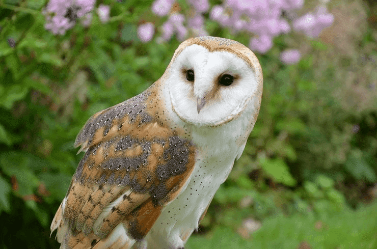 Kenapa Burung Hantu Banyak Dipelihara di Kebun Sawit? Ternyata Ini Perannya