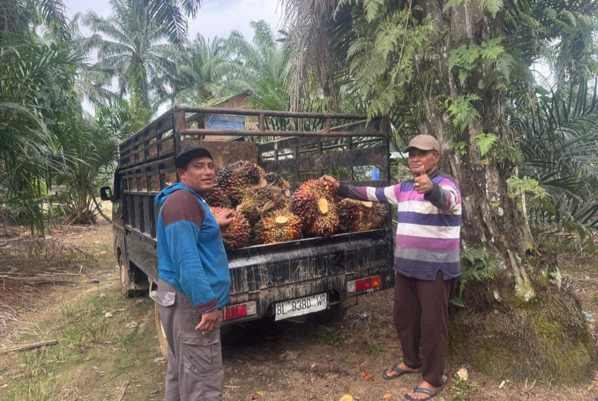 Apkasindo Minta Pemerintah Barsela Aceh Panggil PKS yang Beli TBS di Bawah Harga Ketetapan