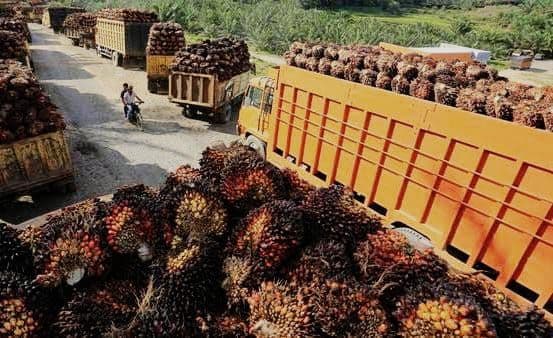 Jika Pemerintah Tak Lekas Bertindak, Kinerja Ekspor CPO Diprediksi Terus Tertekan hingga Akhir 2025