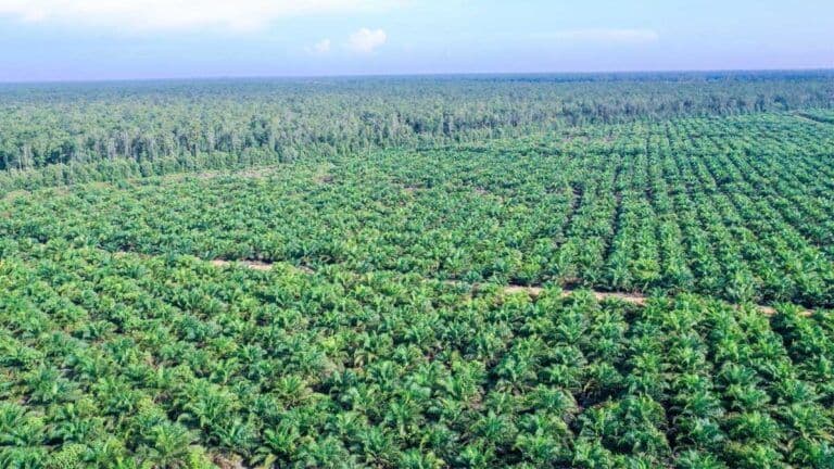 Denda Sawit dan Ancaman Kepailitan Massal