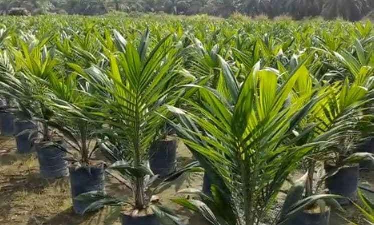 Marak Bibit Sawit Abal-Abal di Kotawaringin Barat, Petani Terancam Rugi Besar