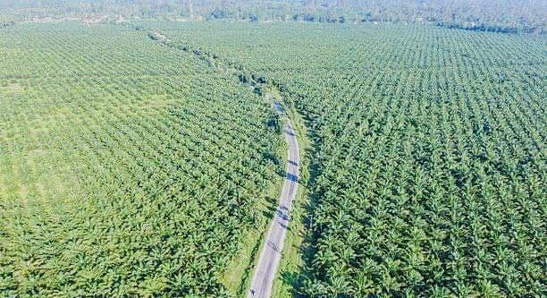 Kelapa Sawit: Juara Efisiensi Lahan dan Air di Industri Minyak Nabati Dunia