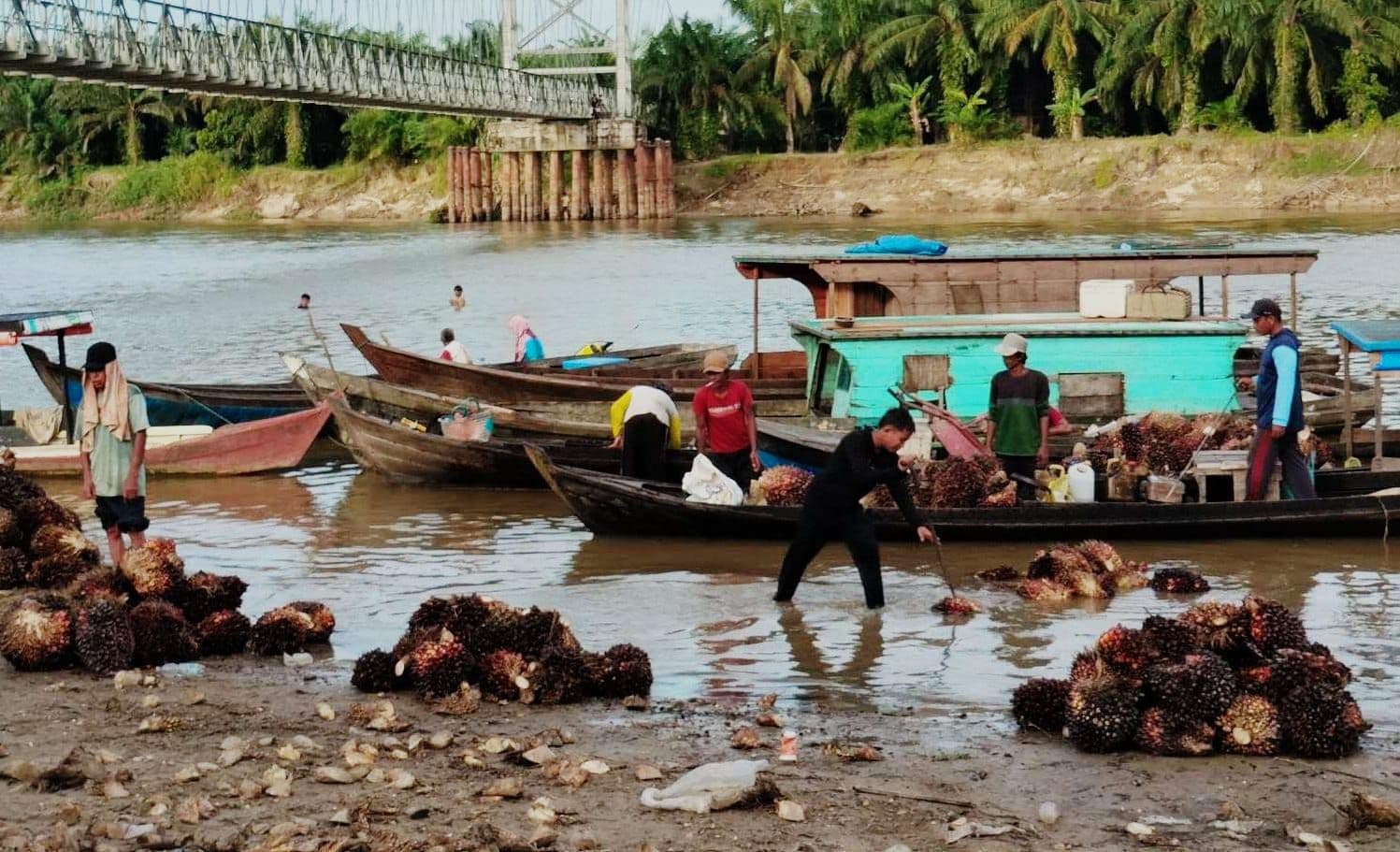 Berat Punggung Petani Sawit di Pinggiran Sungai Kampar