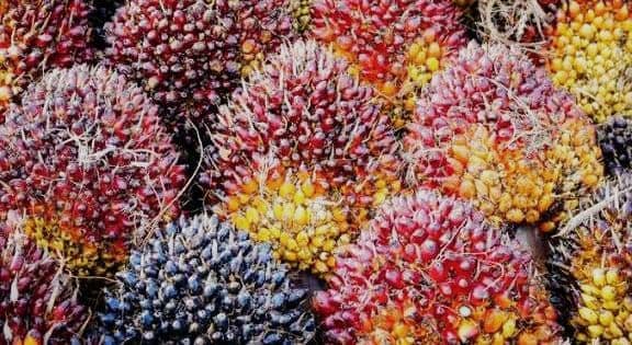 Penetapan Harga TBS Kelapa Sawit di Sumatera Utara Periode 1-7 Oktober 2025