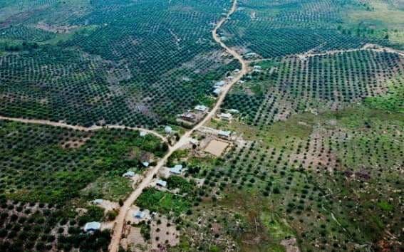 Kritik Pedas Guru Besar IPB Terhadap Penertiban Kawasan Hutan: Potensi Masalah Sosial Baru Mengintai