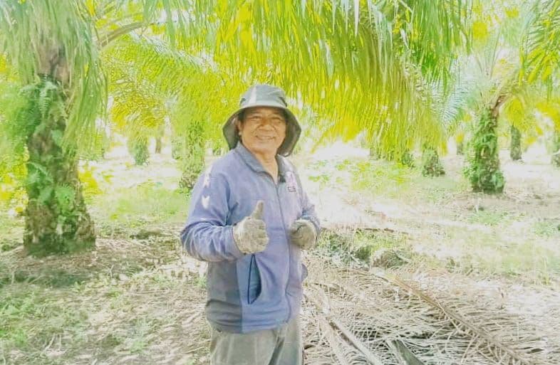 Cerita Saut Situmorang Rantau ke Nias Selatan, Ubah Lahan Tidur menjadi Kebun Sawit Subur