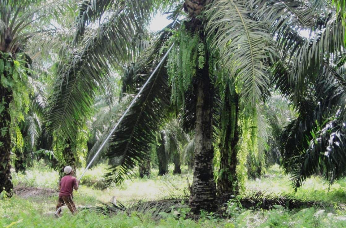 Pentingnya Peran Perkebunan Sawit Rakyat yang Juga Terancam Buntut Regulasi Baru PP 45 Tahun 2025